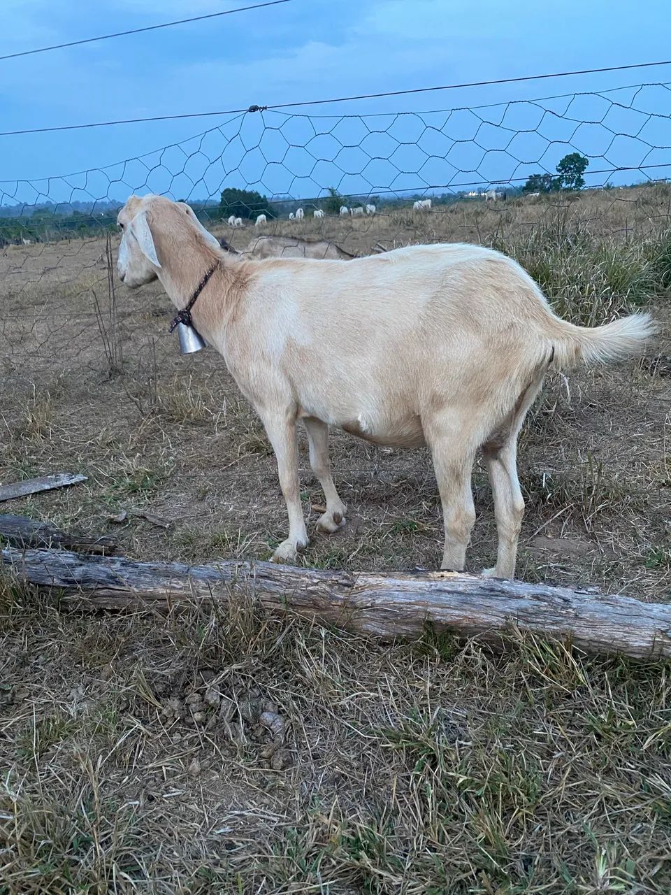 Bodes de raça  - Foto 5