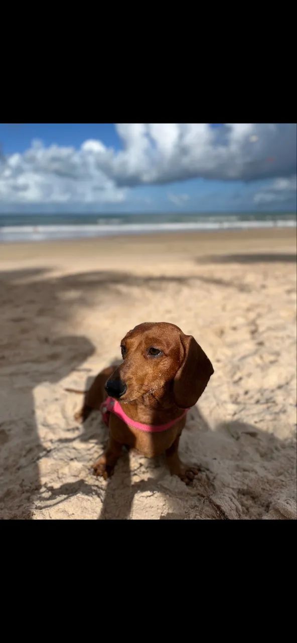 Dachshund procurando macho para cruzar