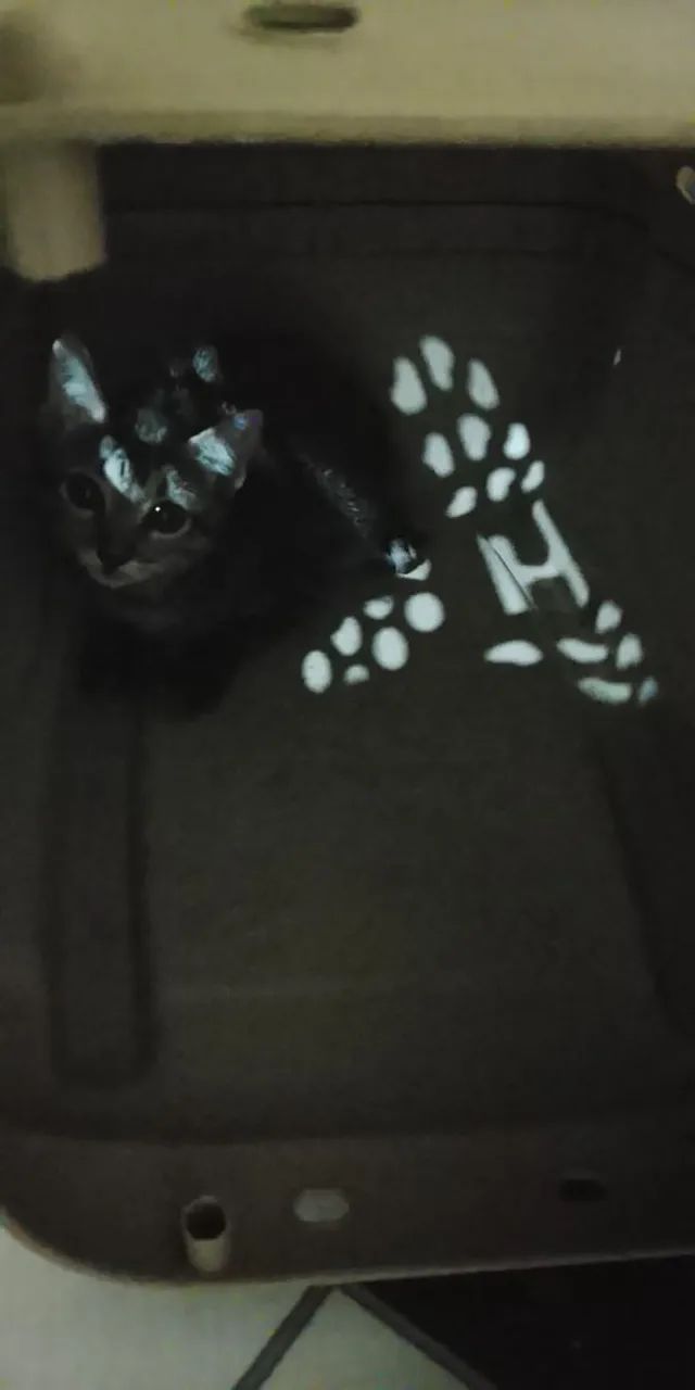 Caixa transporte Gatinhos - Foto 4