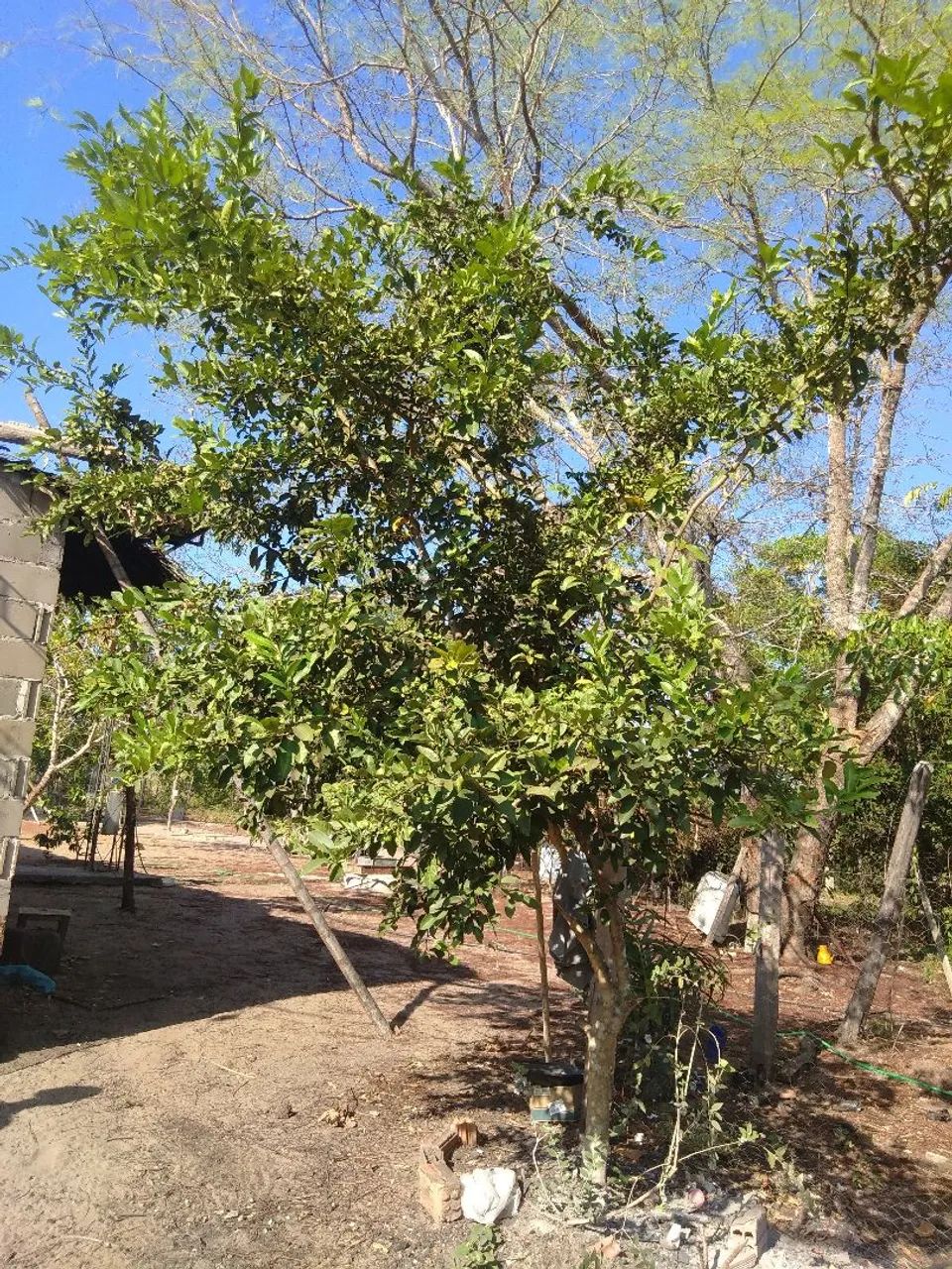 Vendo ótima chácara em lugar lindo e tranquilo. - Foto 4