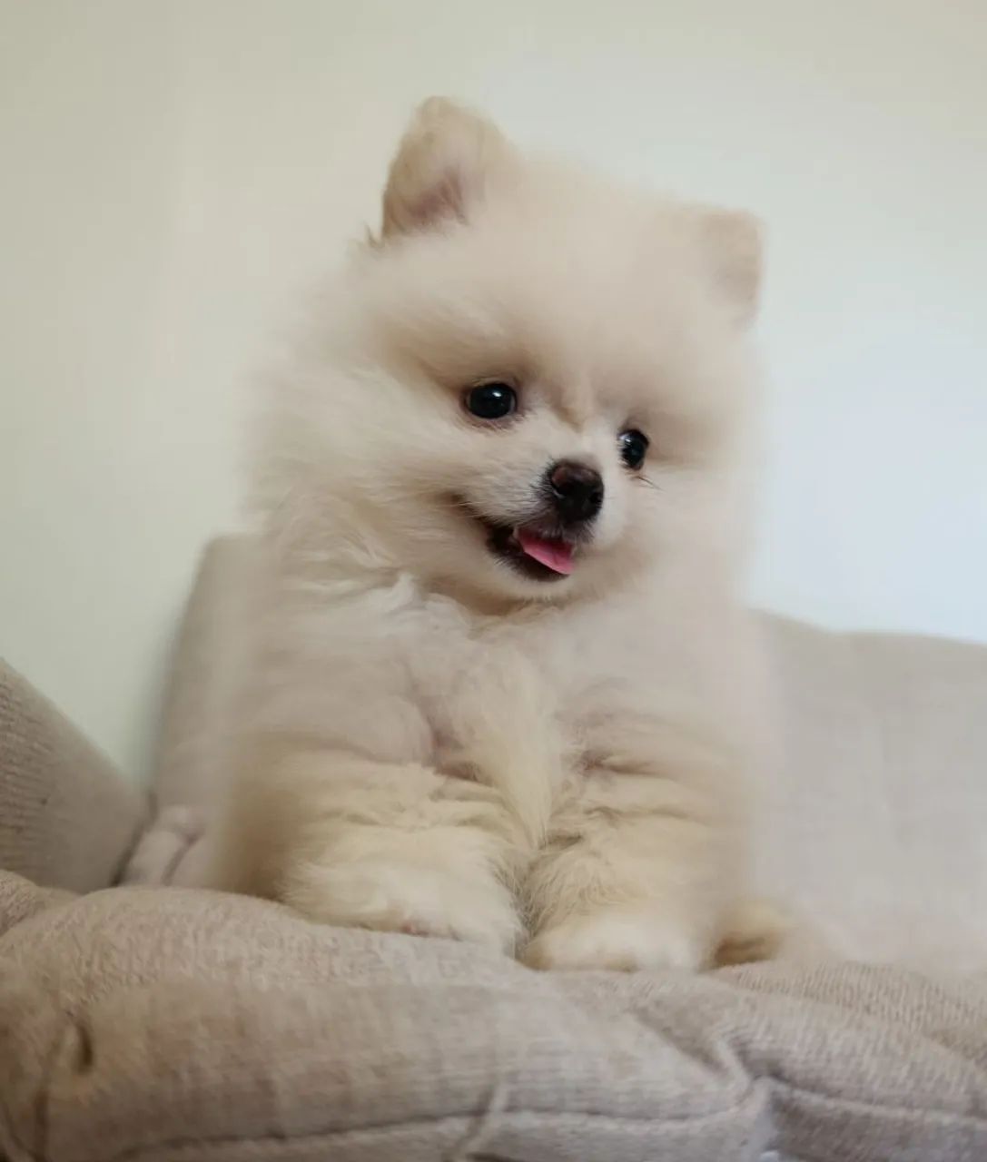 Spitz Alemão 