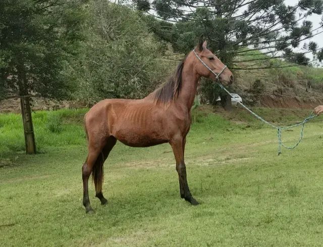 Potro mangalarga Registrado, extra potência de pista 30 x 500,00 no Carnê - Foto 2