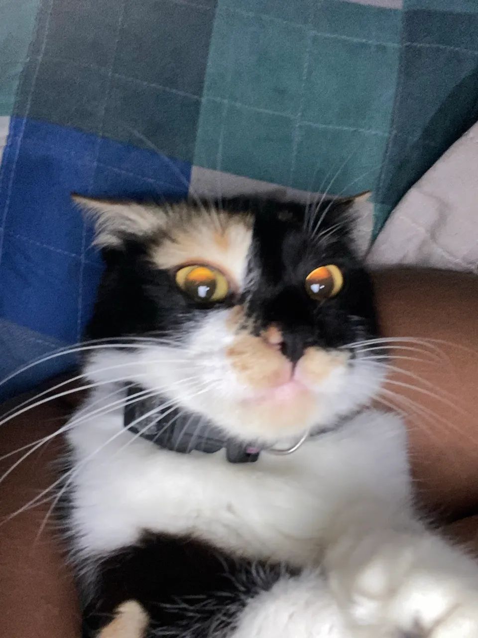 Gato 