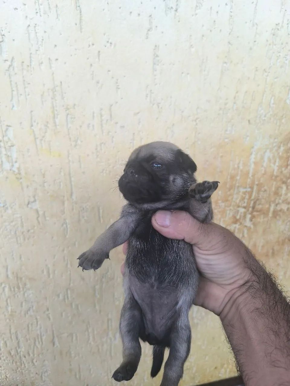 Filhotes de pugs - Foto 2