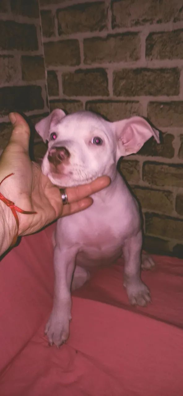 LINDA FÊMEA PITBULL