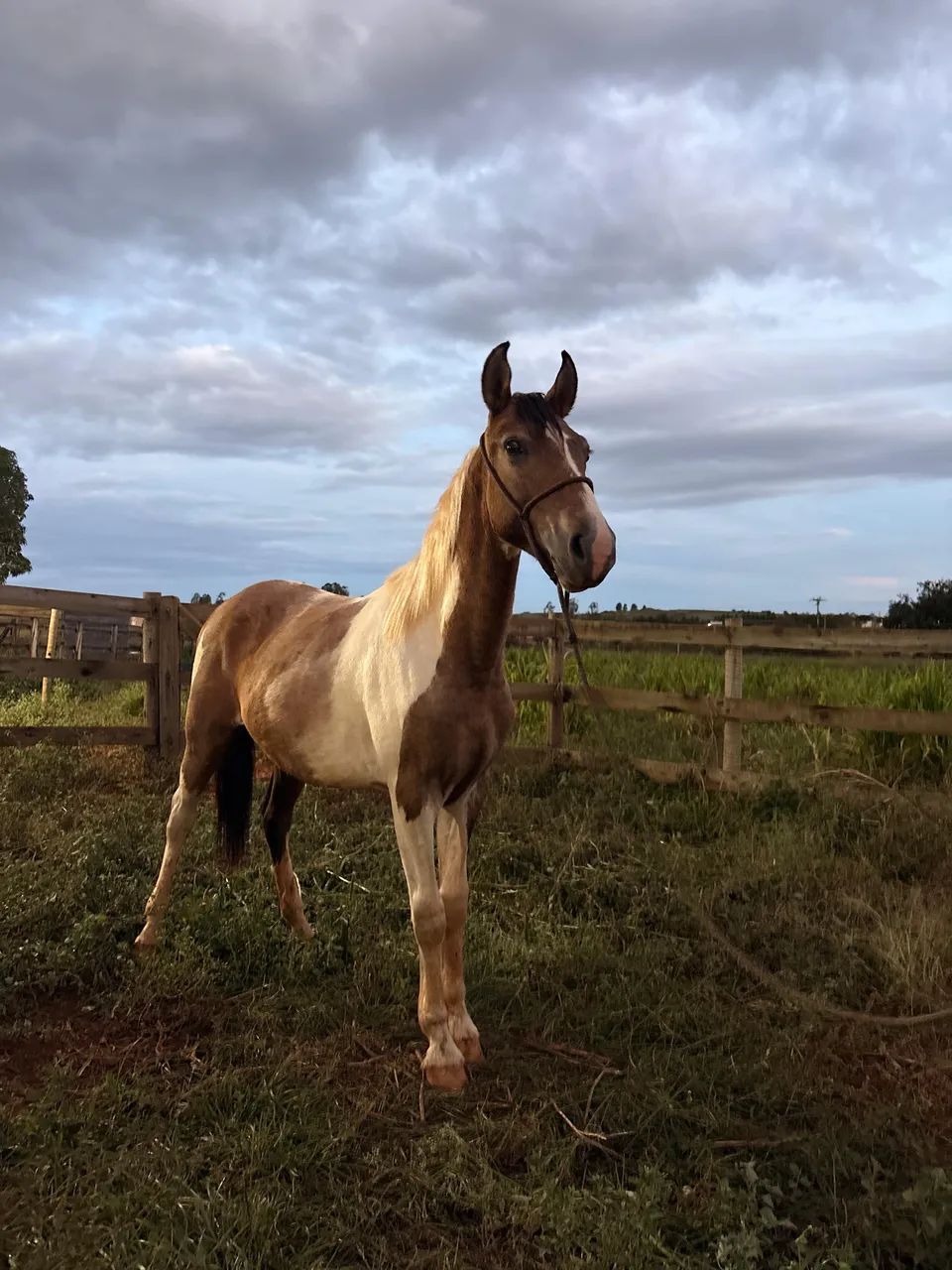 Vende se potro - Foto 3