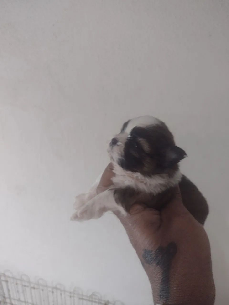 Macho Shih tzu  - Foto 2