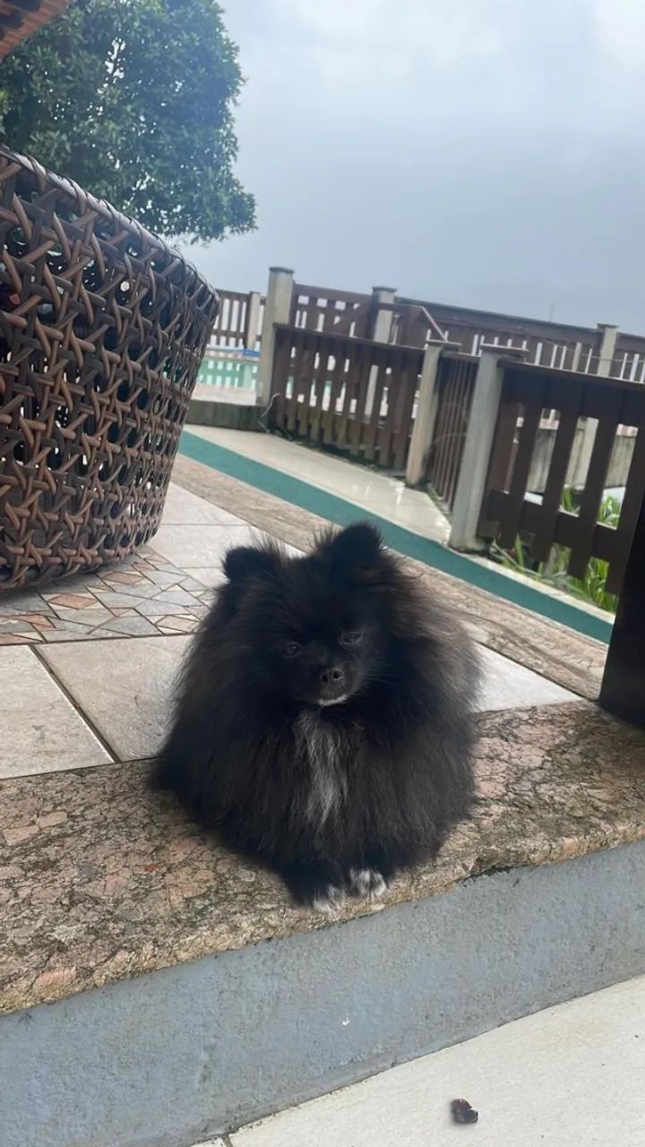 Cachorro - Foto 4