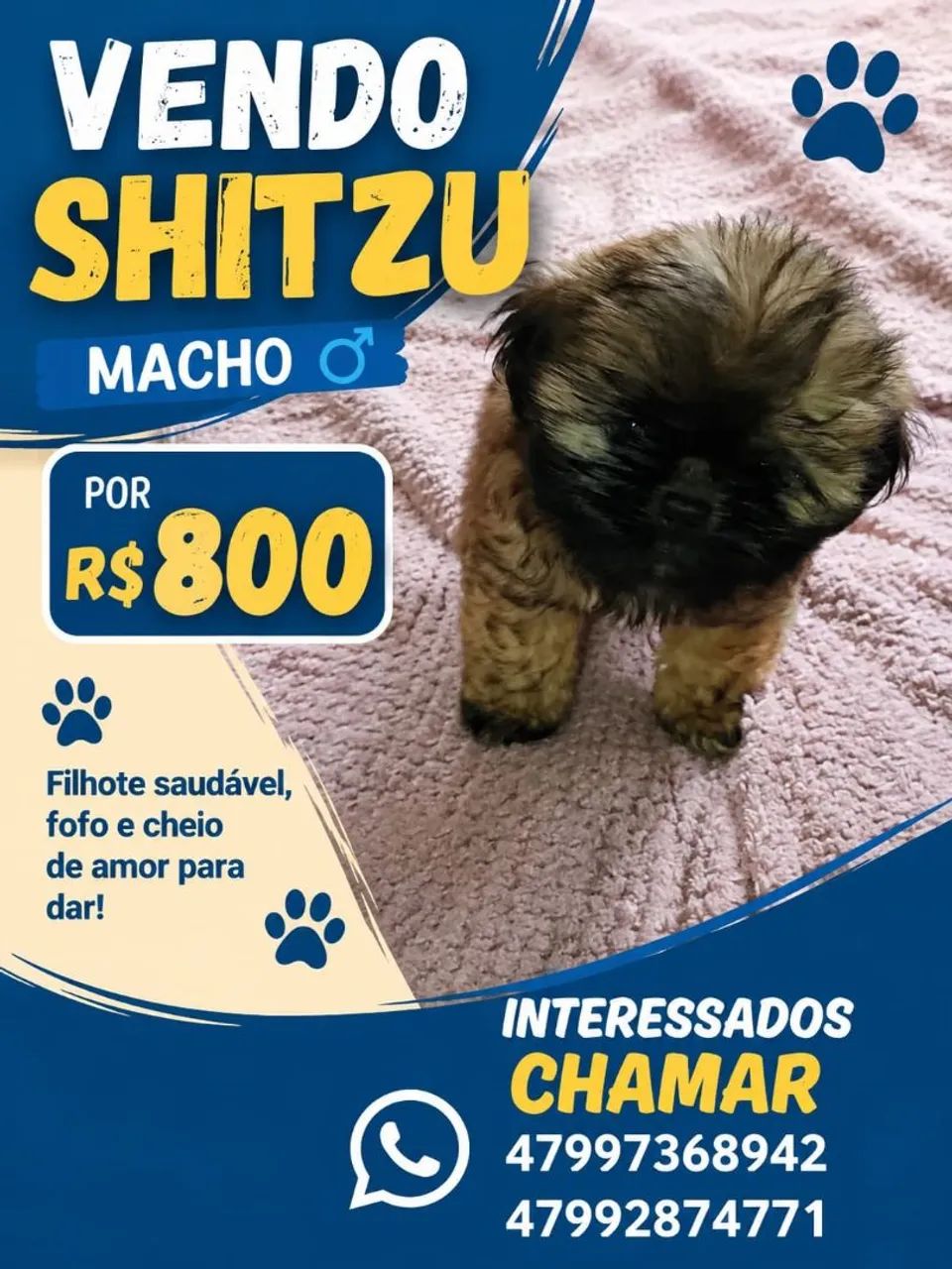 Vendo Shitzu  - Foto 2