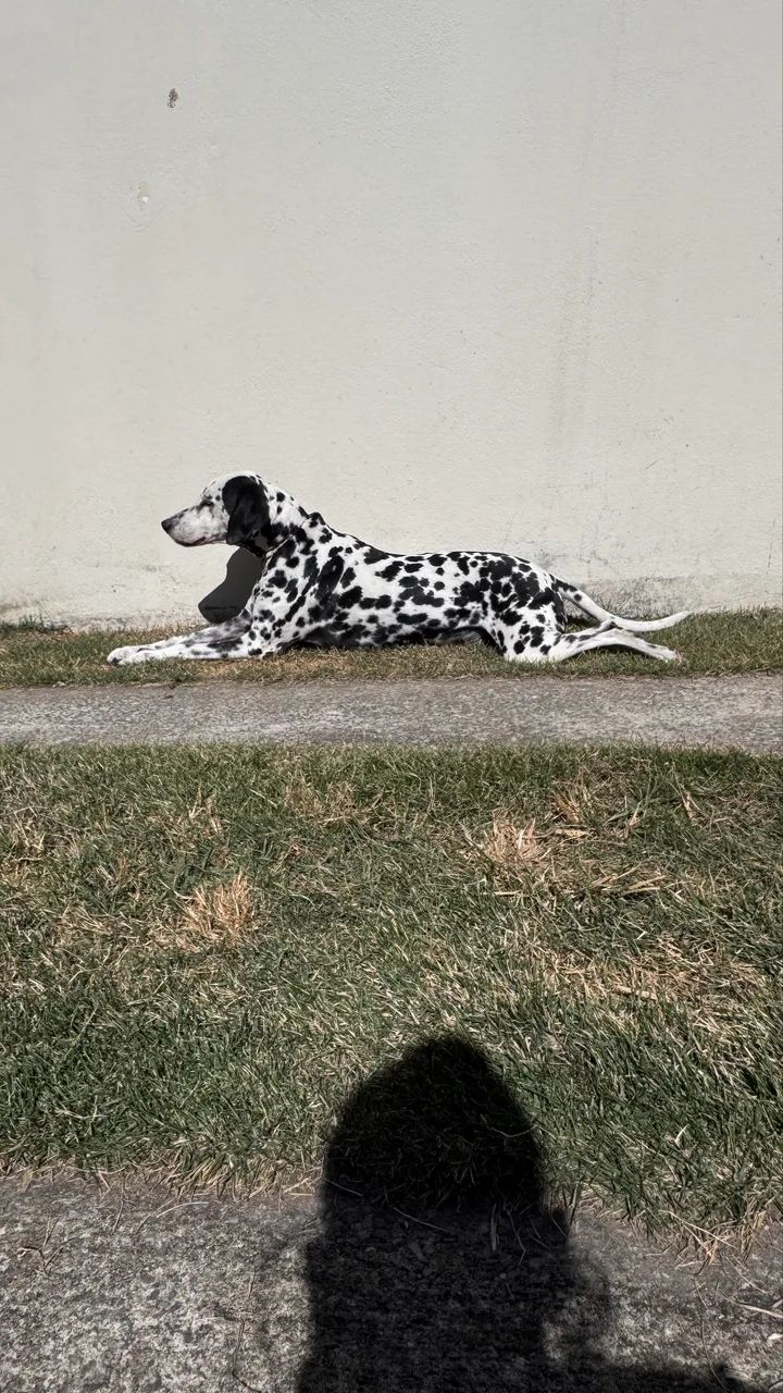 Doa-se Dalmata