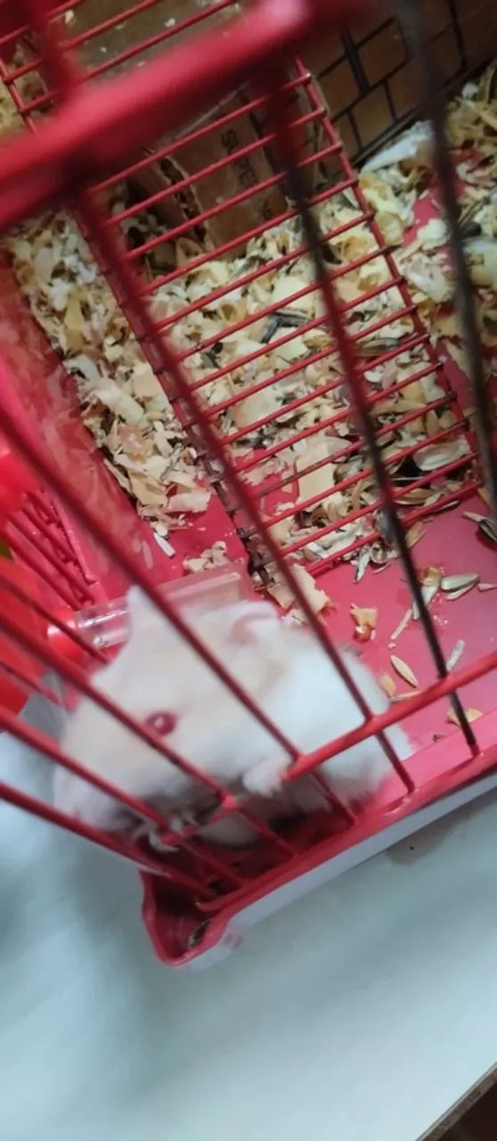 Hamster - Foto 2
