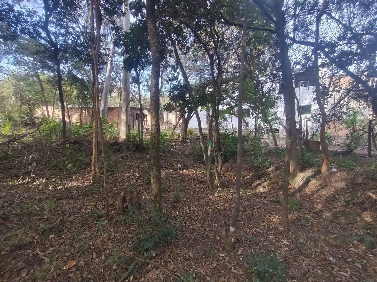 TERRENO NO SOLAR DA MADEIRA - Foto 5