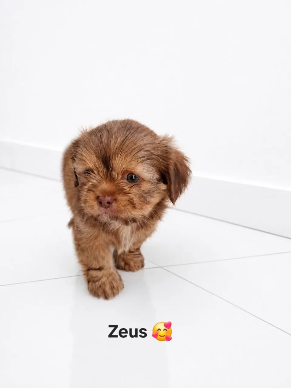 Shitzu  - Foto 5