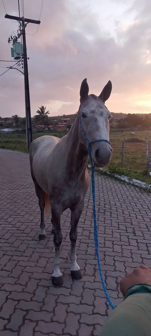 Cavalo  - Foto 2