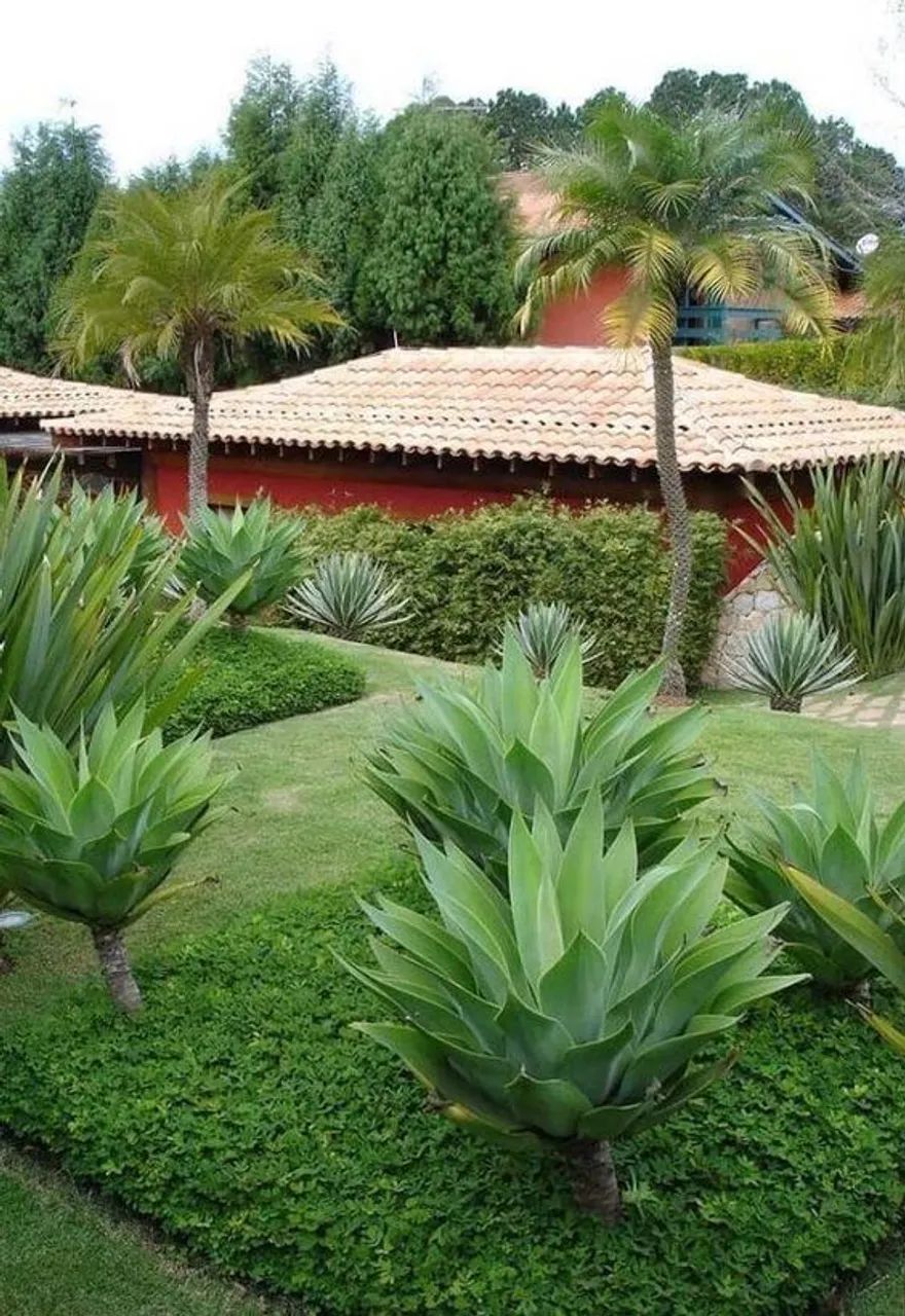 Jardineiro em Florianópolis  - Foto 3
