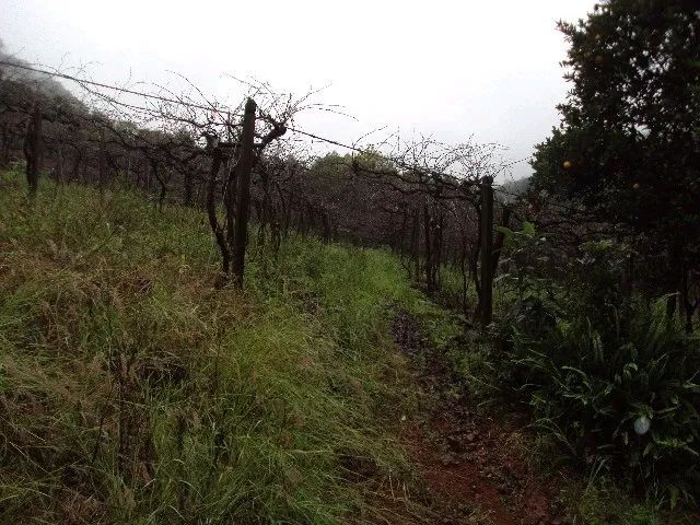 Chácara Galópolis Caxias do Sul - Foto 4