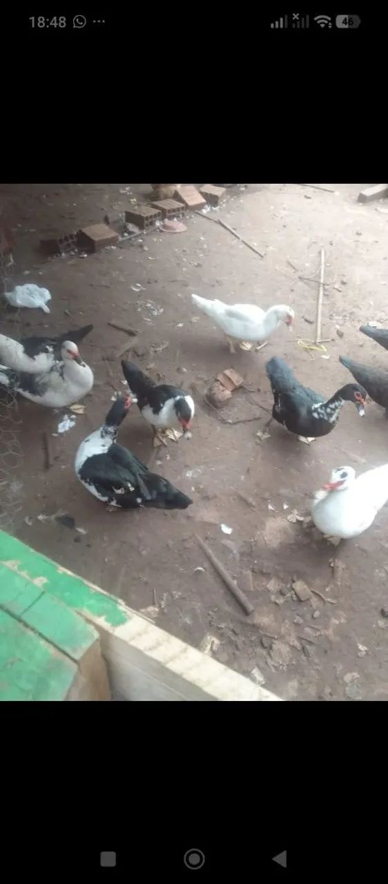 Patos adolescentes  - Foto 3