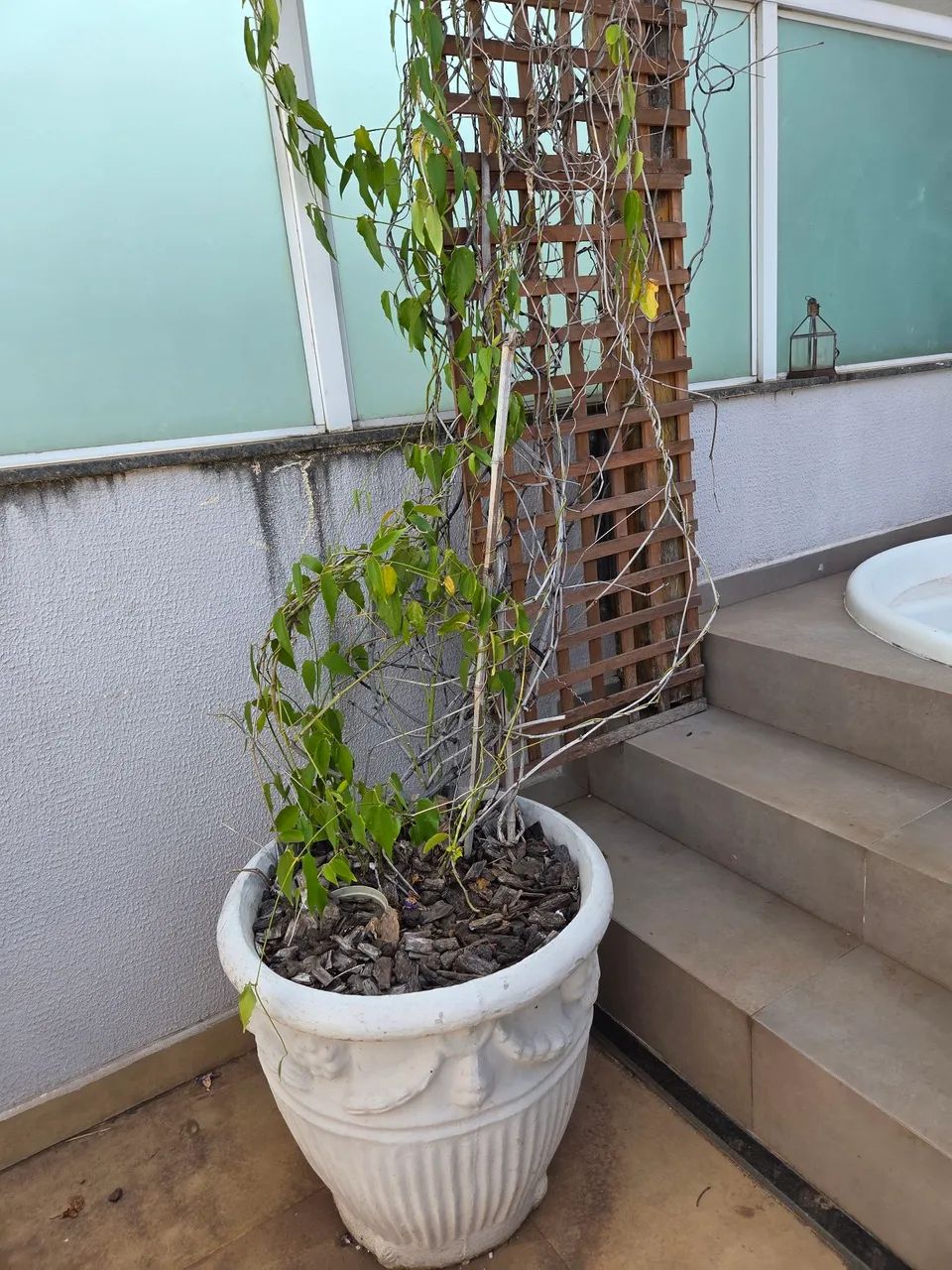 Vasos área externa  - Foto 3