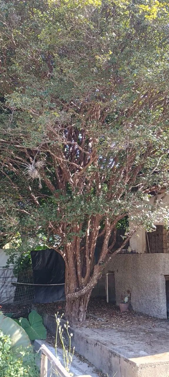 Jaburicabeira ( Árvores frutíferas) - Foto 2