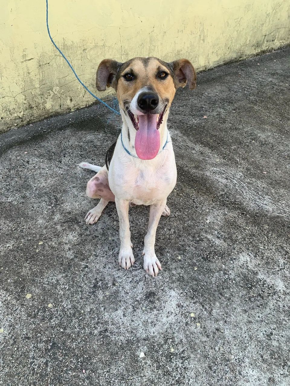 Doação de cachorro 