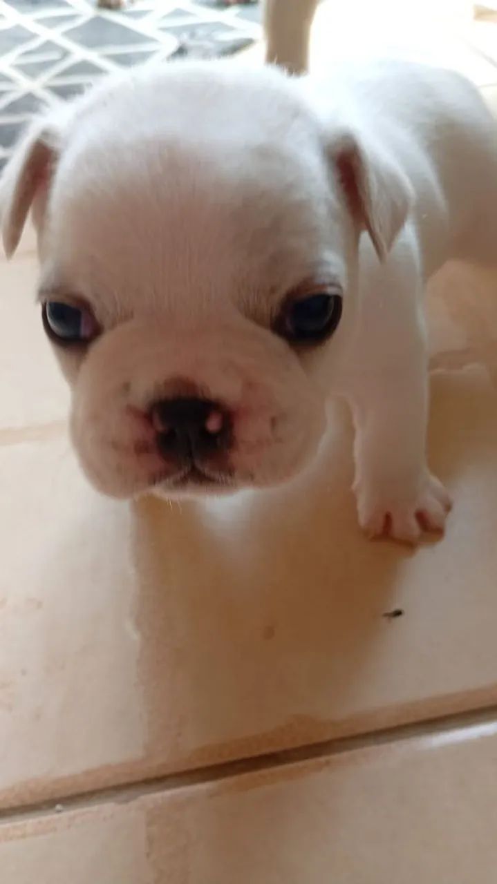 Buldogue francês 