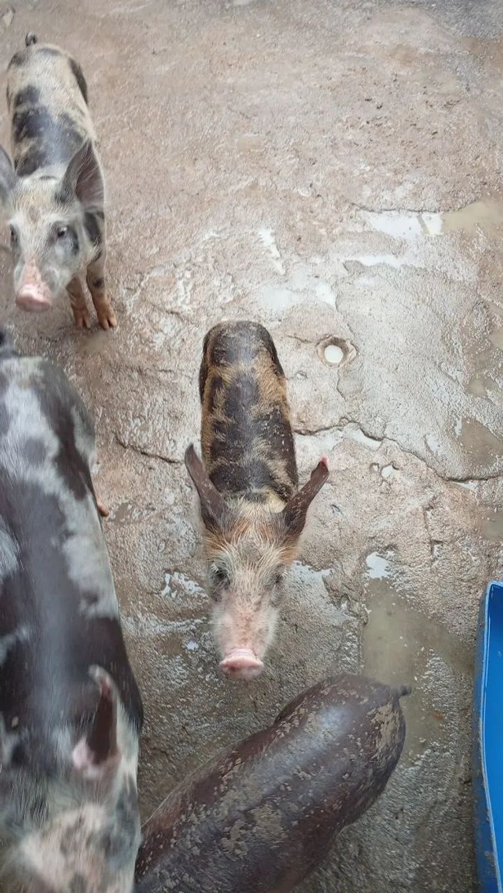 Vendo porcos Aparti de 200 reais pra vender logo 