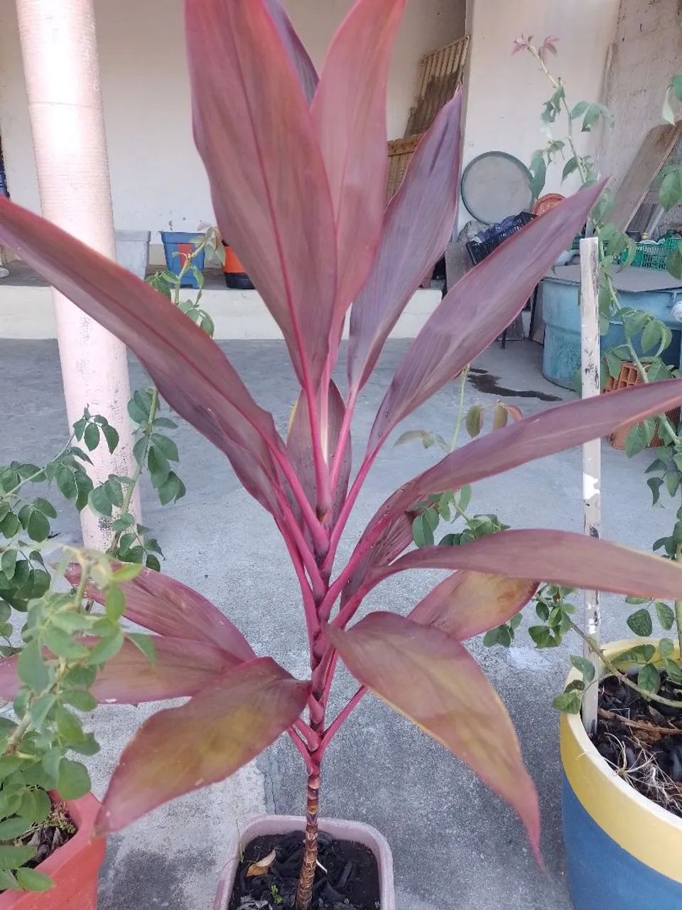 Planta  - Foto 2