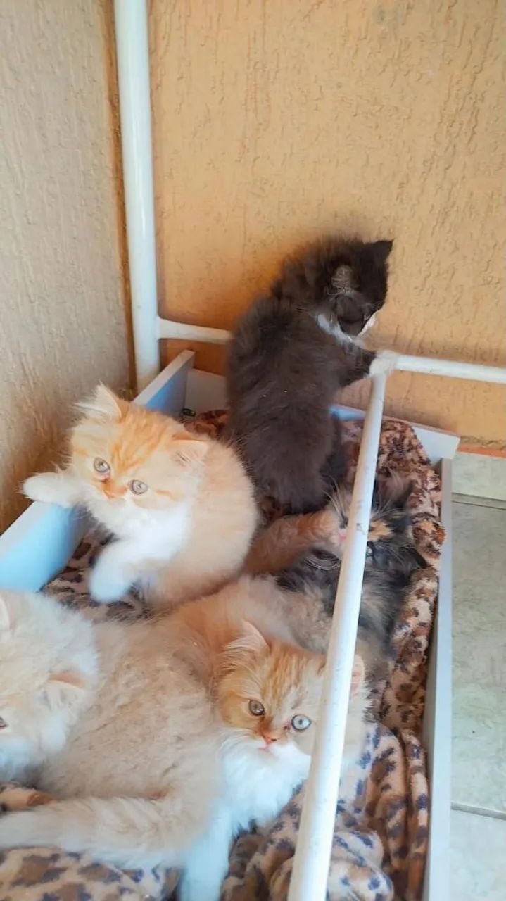 Lindos Gatinhos Persas machos e fêmeas vacinados  - Foto 4