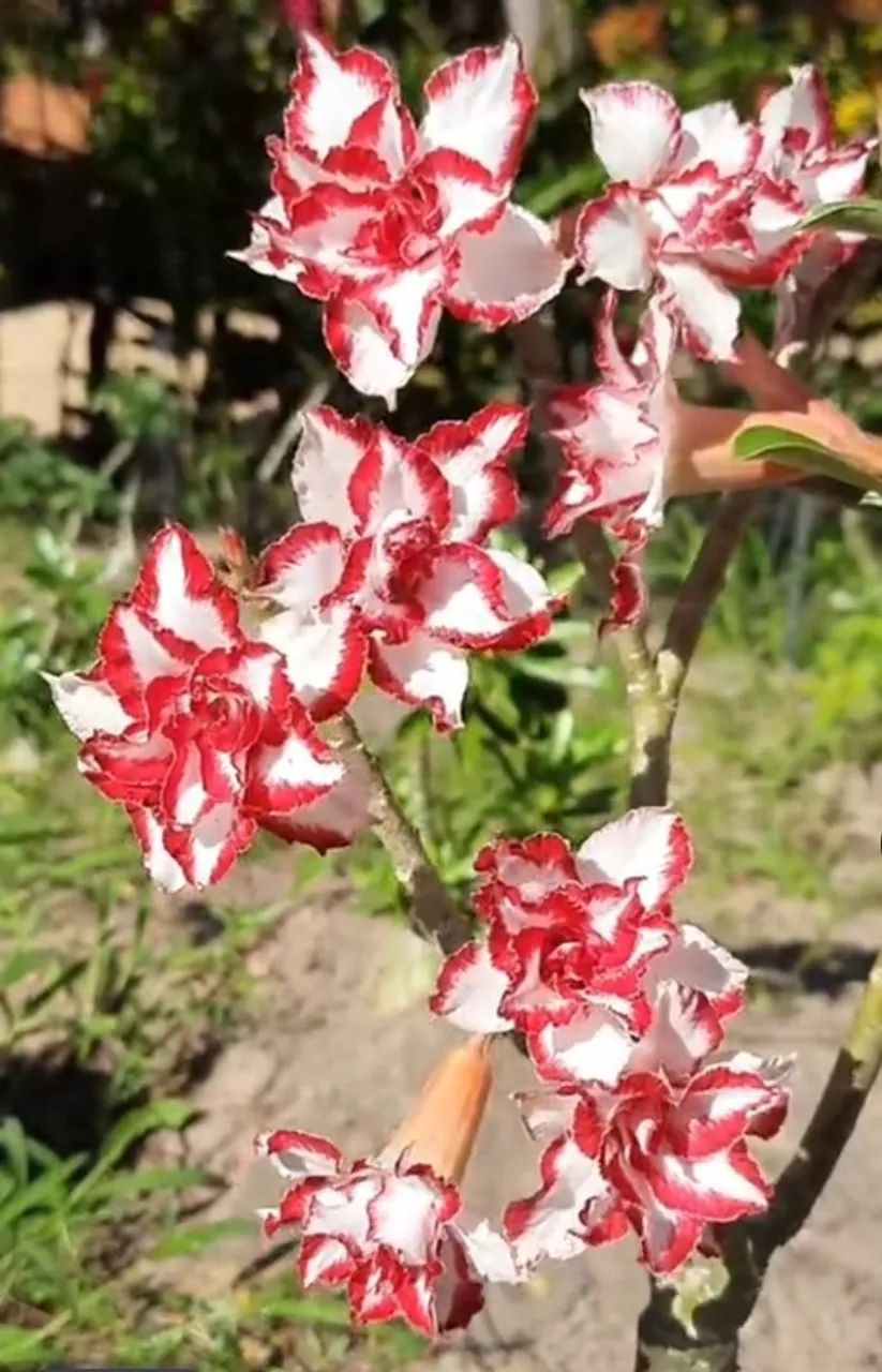 Rosa do deserto  - Foto 4