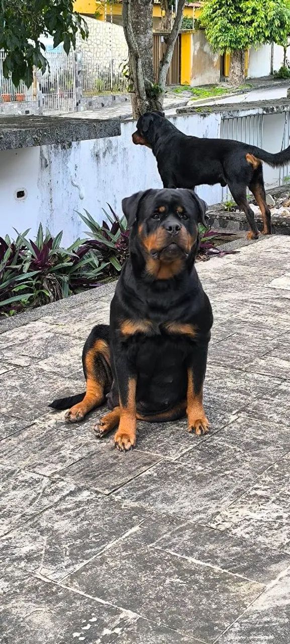 Rottweiler  - Foto 2