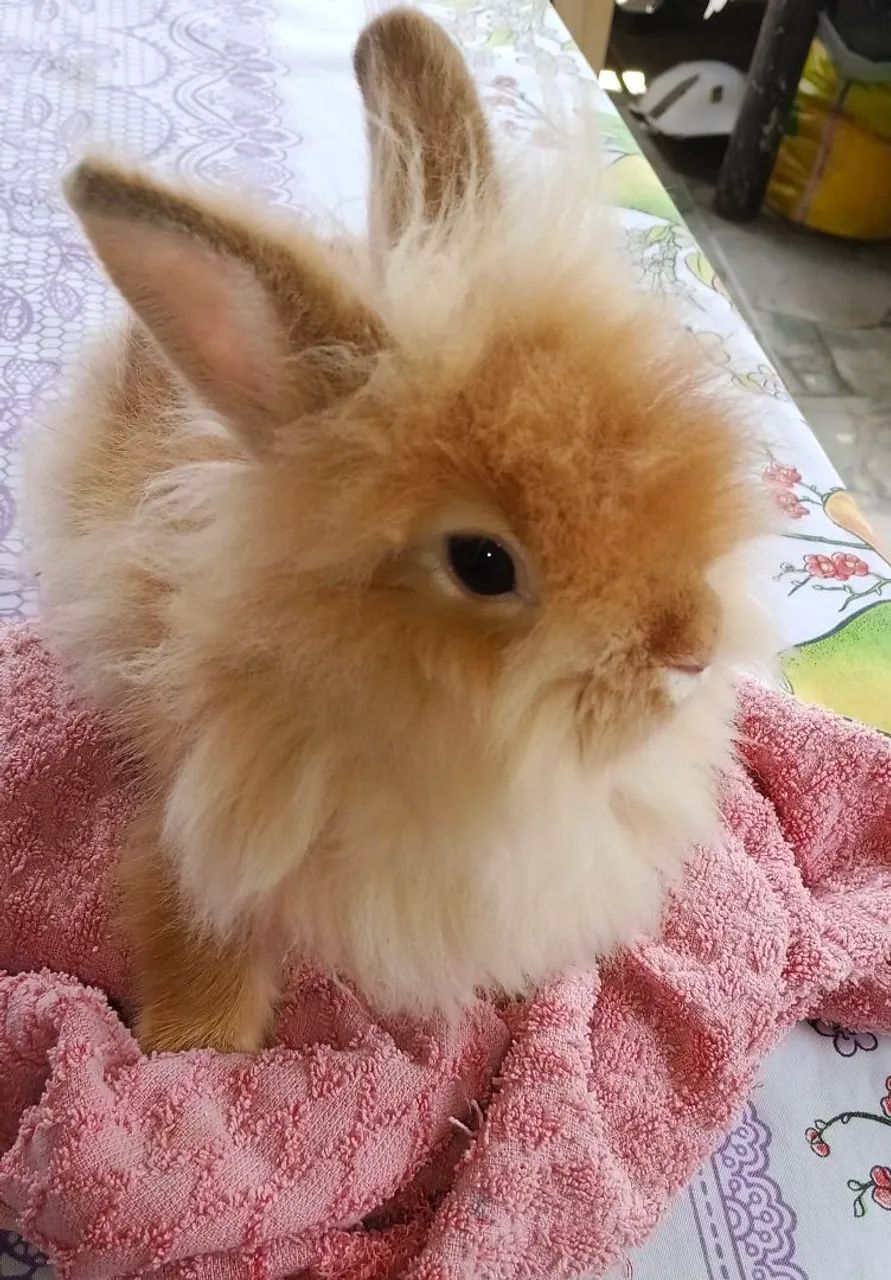 Venda de coelhos - Foto 4