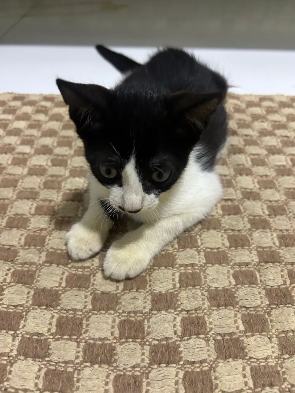 Gatinha 