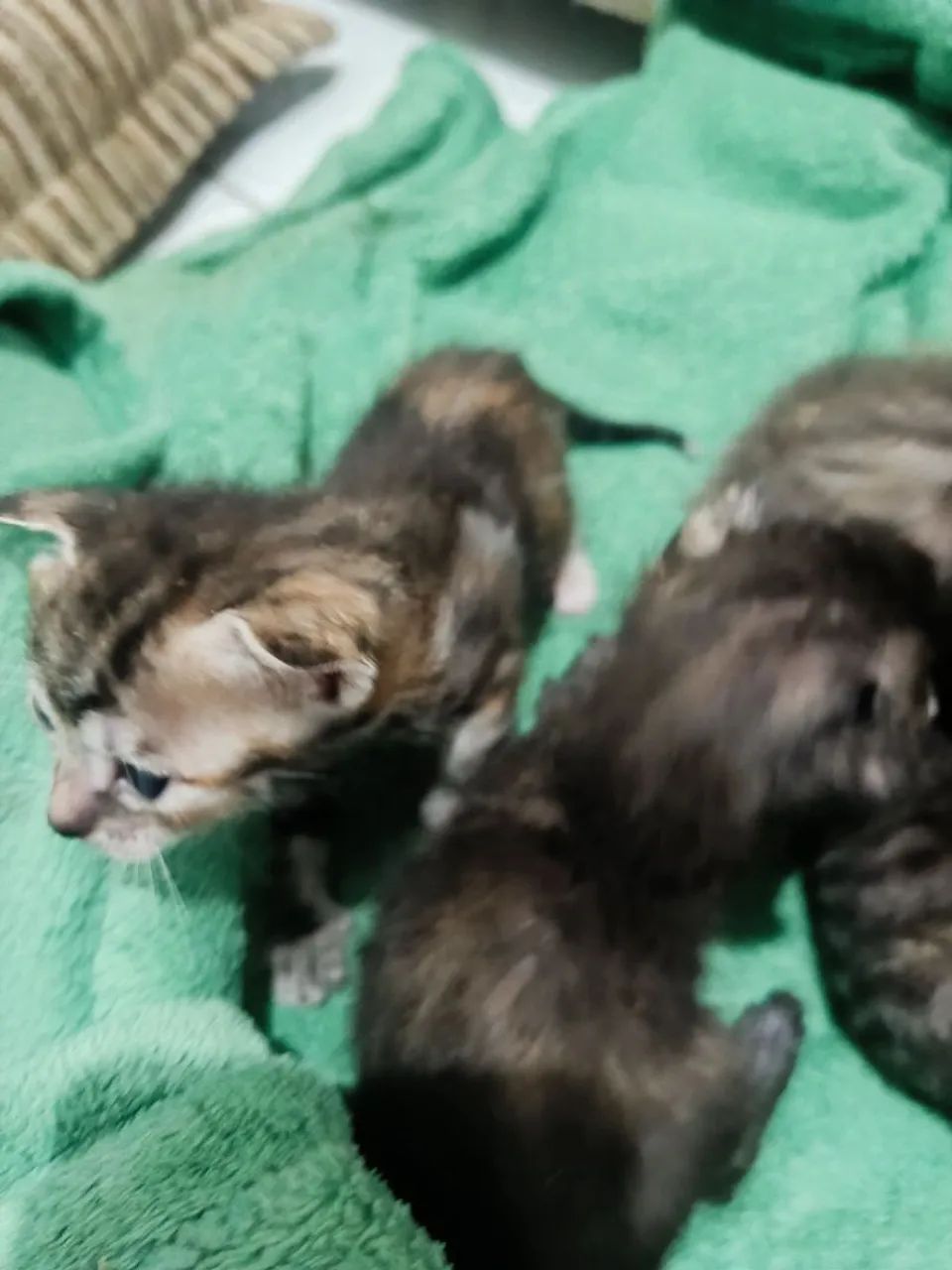 Doação de gatinhos  - Foto 3
