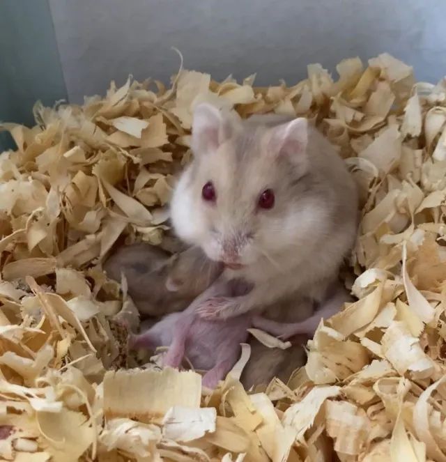 Porquinho da índia e Hamsters - Foto 2