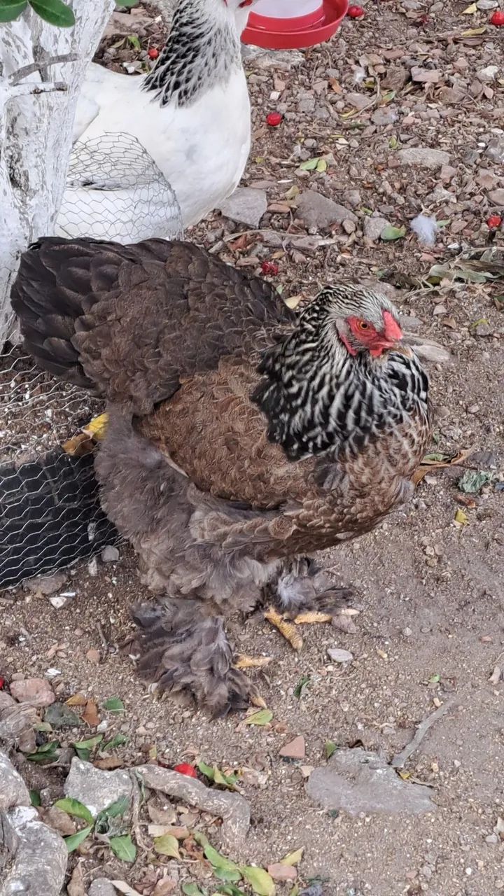 Galinha brahma  - Foto 3