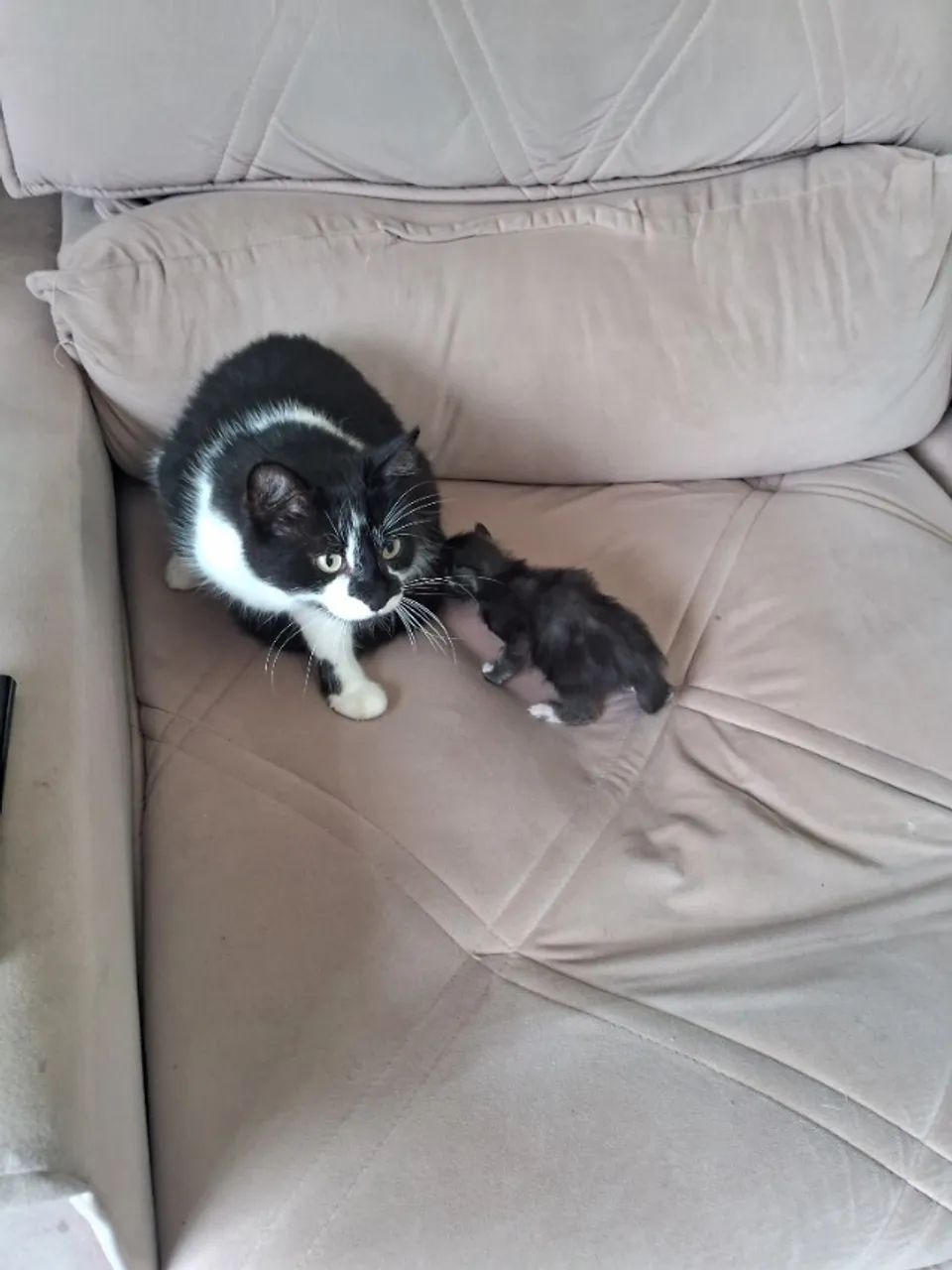 Gatinhas  - Foto 5