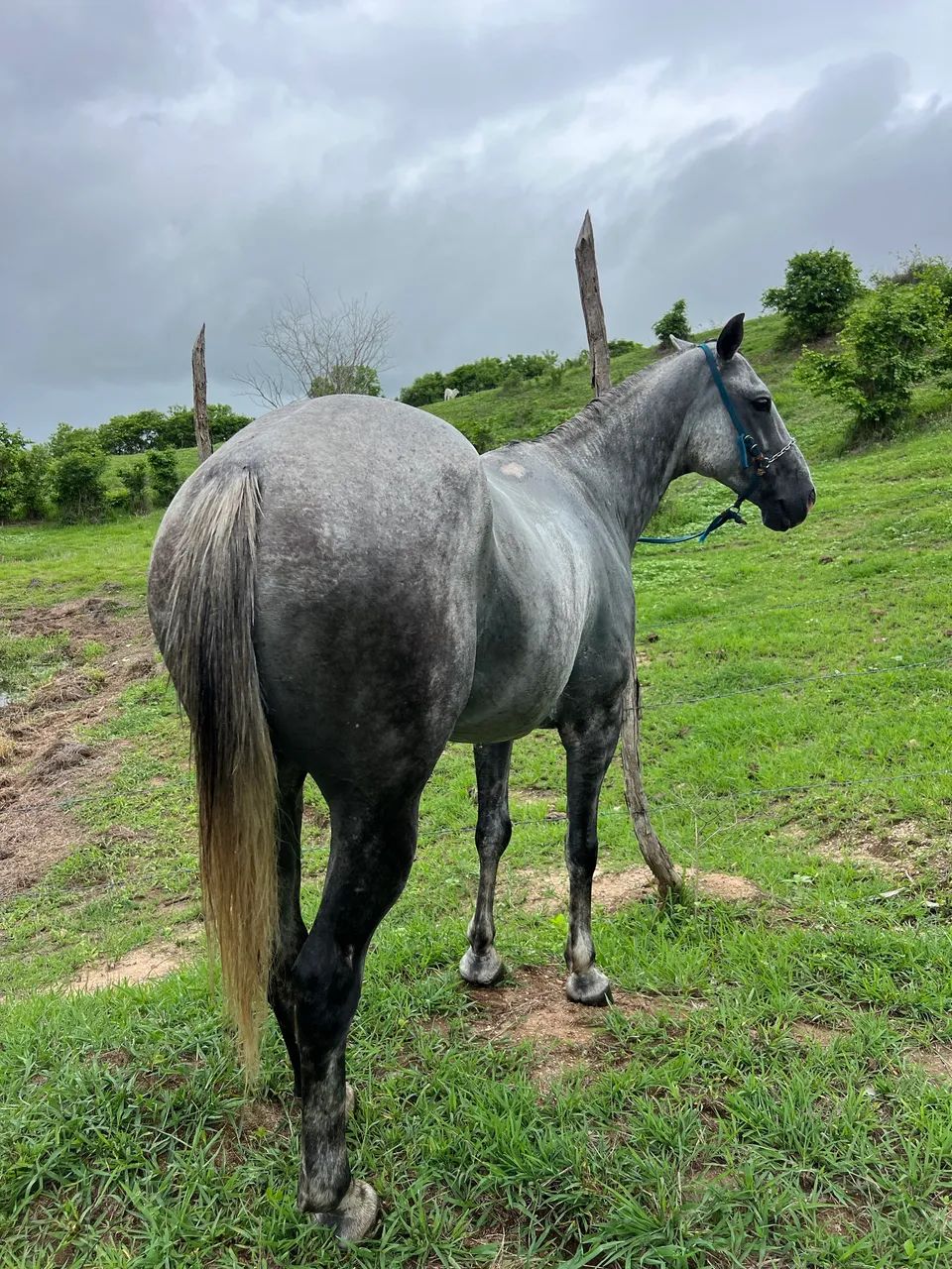 cavalo de direita 20mil - Foto 2