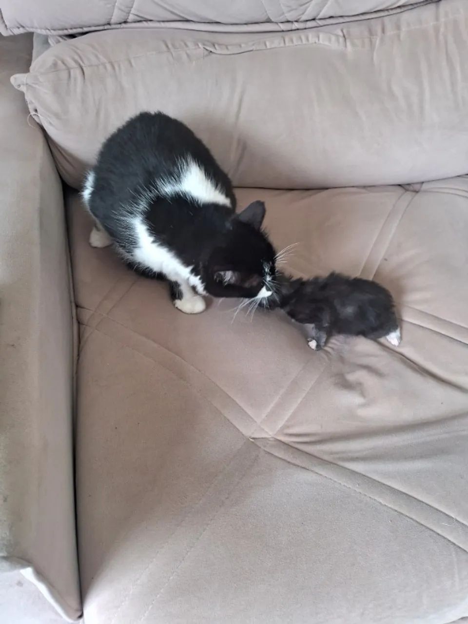 Gatinhas  - Foto 2