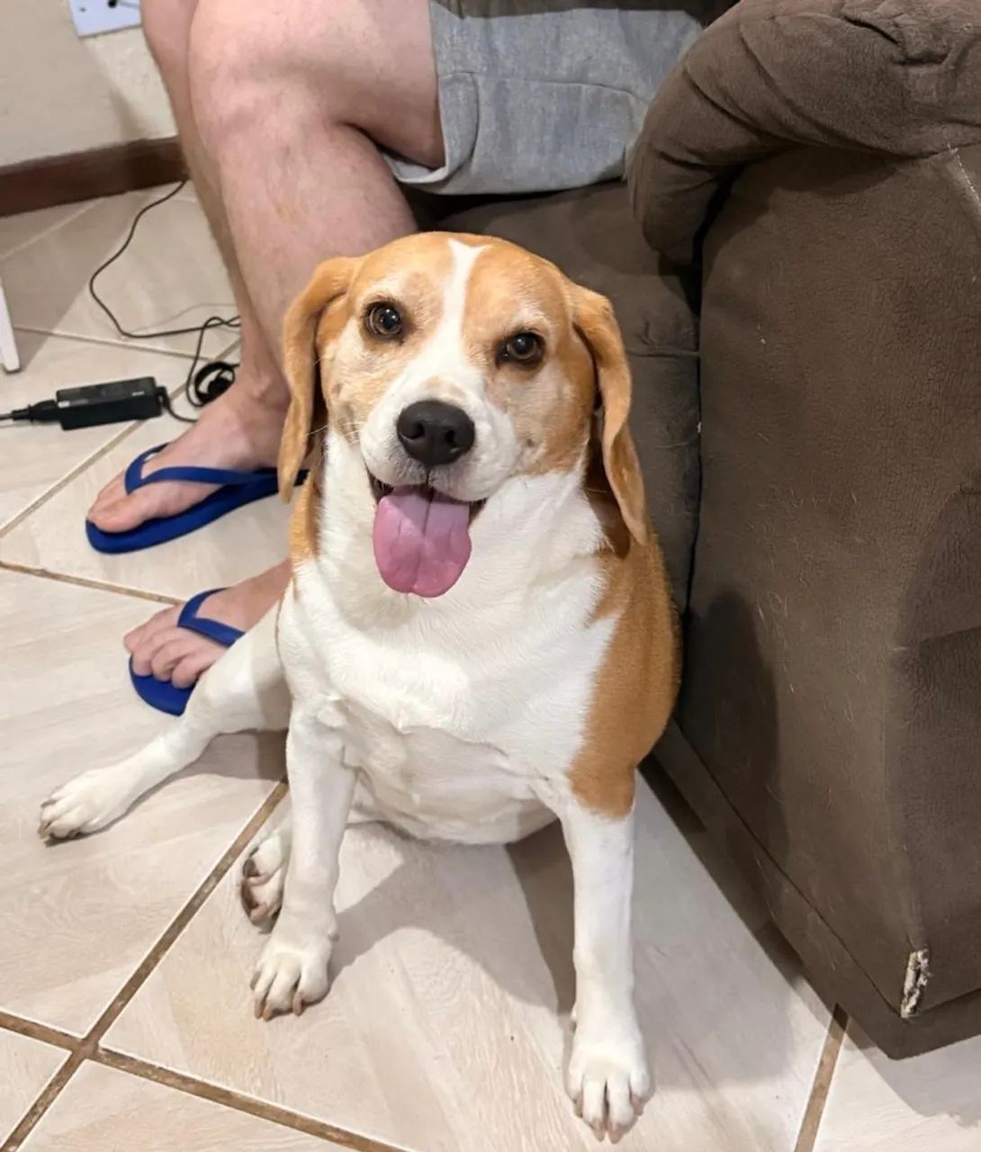 Doa-se Beagle