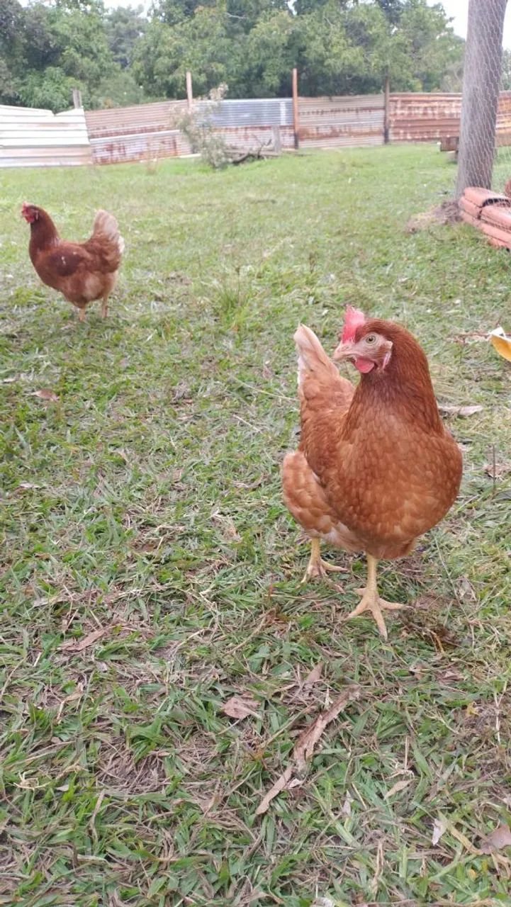Galinhas - Foto 2