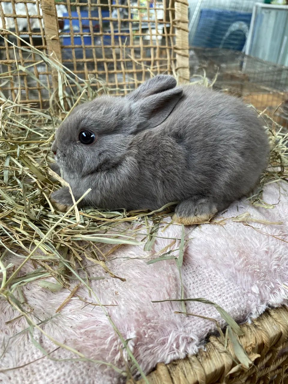 Coelhos anões Netherland Dwarf 