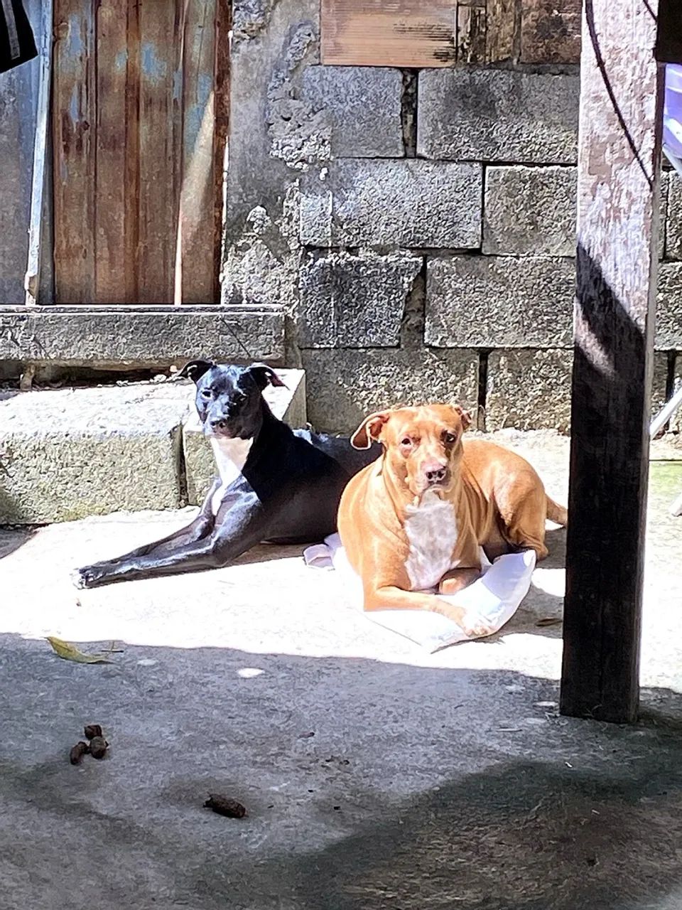 Doa-se mistura de pitbulls  - Foto 5