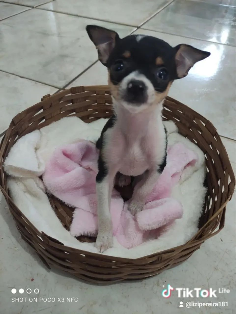 Vendo Pincher 0