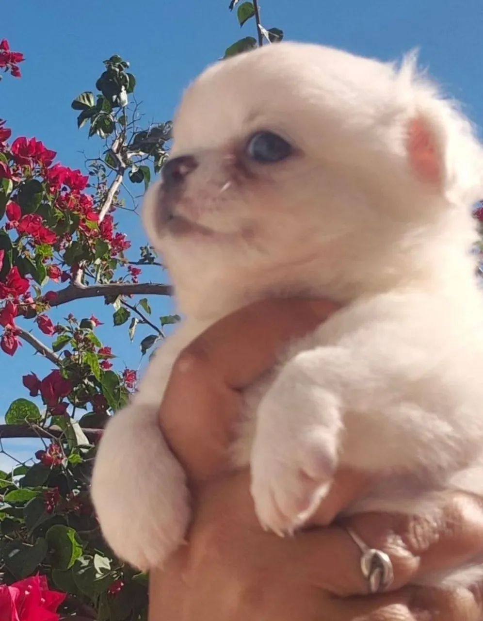 Chihuahua  - Foto 5