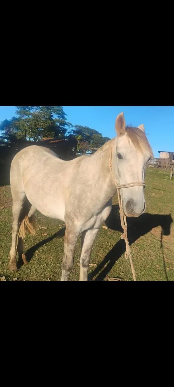 Cavalo  - Foto 3