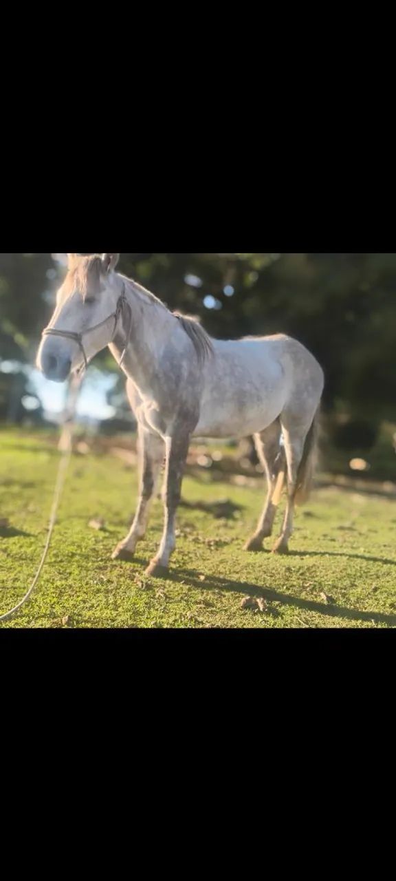 Cavalo  - Foto 2