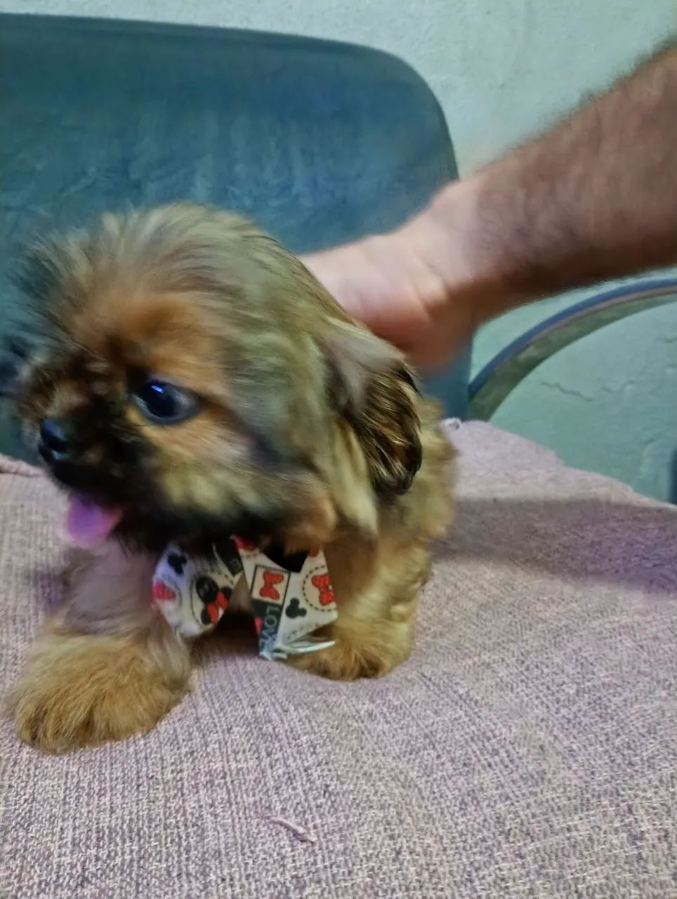 Filhotes de Lhasa Apso - Foto 3