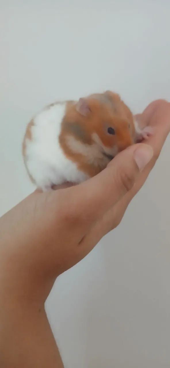 Hamster sírio