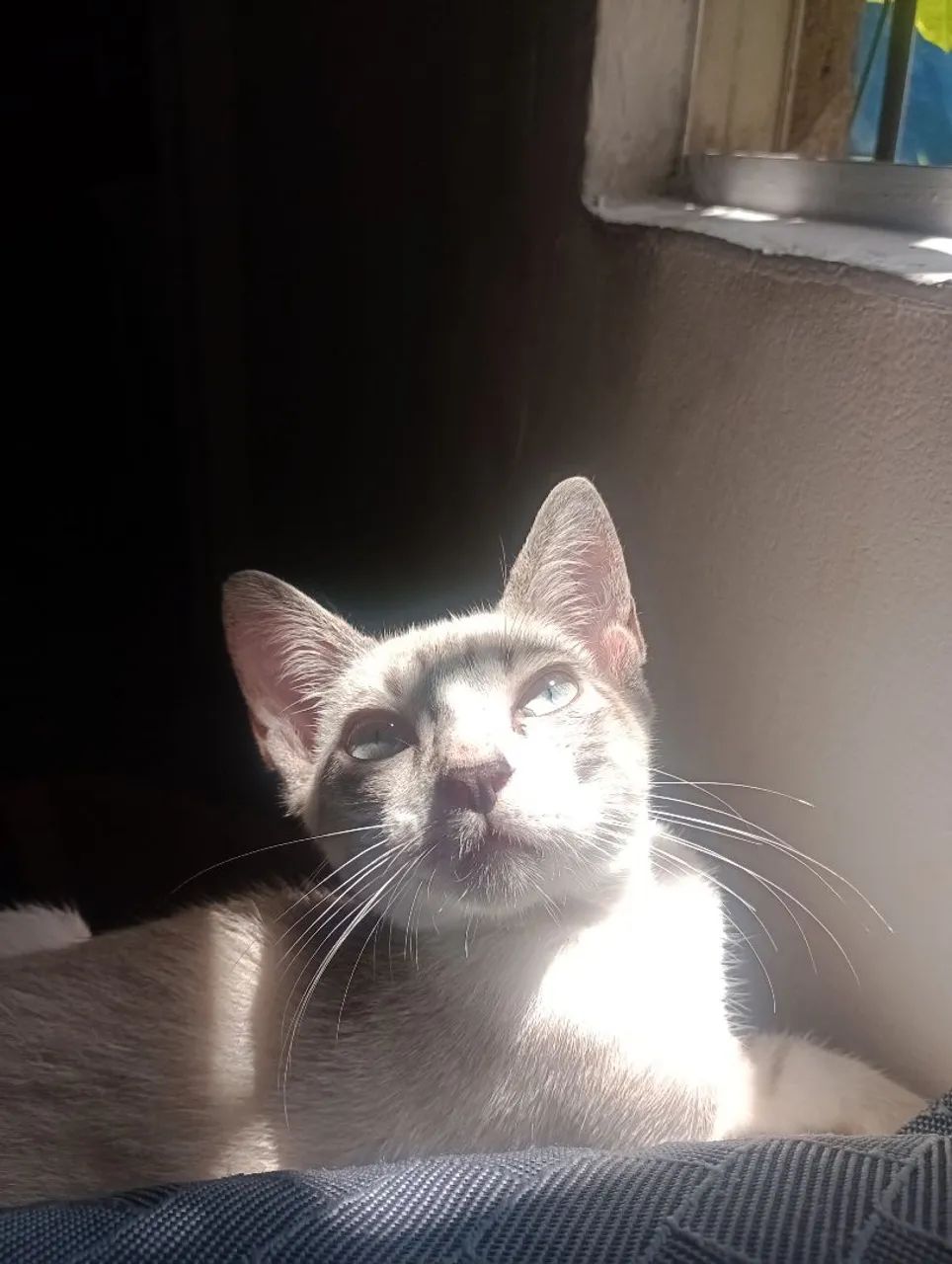Doação gato macho