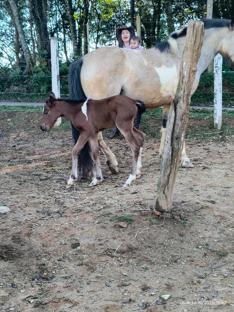 Égua com filhote  - Foto 2